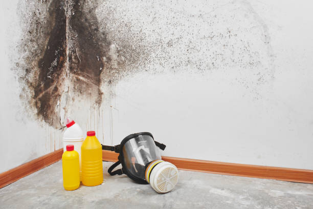 Best Mold Removal Process  in Walnut Hill, TN