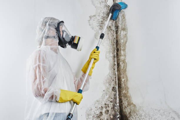 Best Mold Removal Process  in Walnut Hill, TN