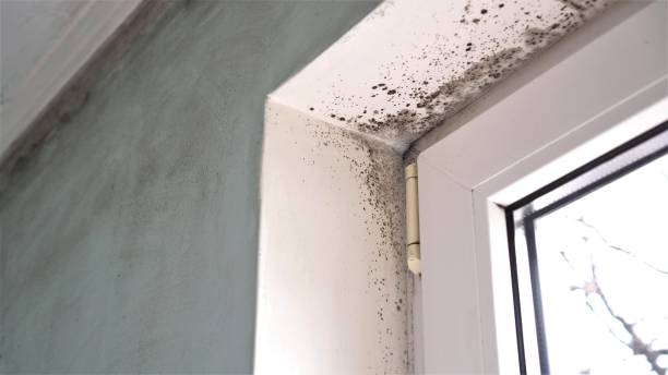 Best Home Mold Removal  in Walnut Hill, TN