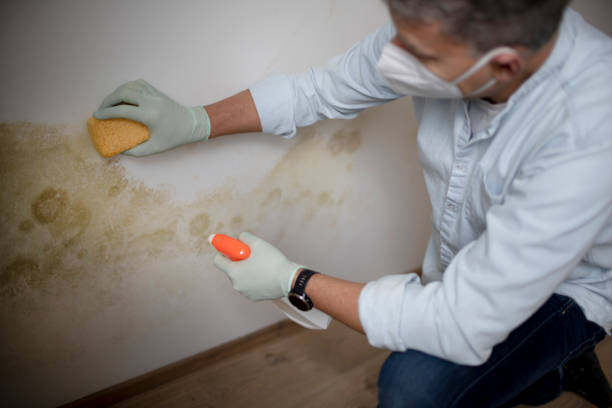 Best Best Mold Removal Companies  in Walnut Hill, TN