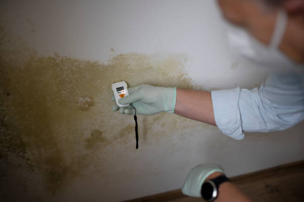 Best Crawl Space Mold Removal  in Walnut Hill, TN