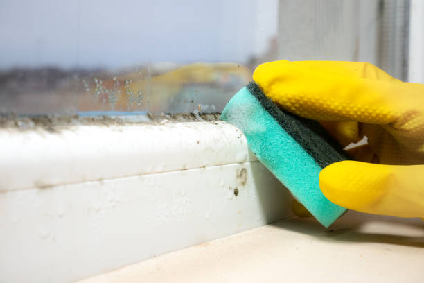 Best Mold Removal Near Me  in Walnut Hill, TN