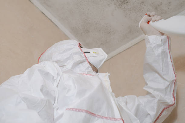 Best Same-Day Mold Removal  in Walnut Hill, TN