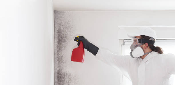 Best Mold Removal Company Near Me  in Walnut Hill, TN