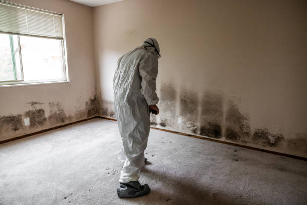 Best Attic Mold Removal  in Walnut Hill, TN