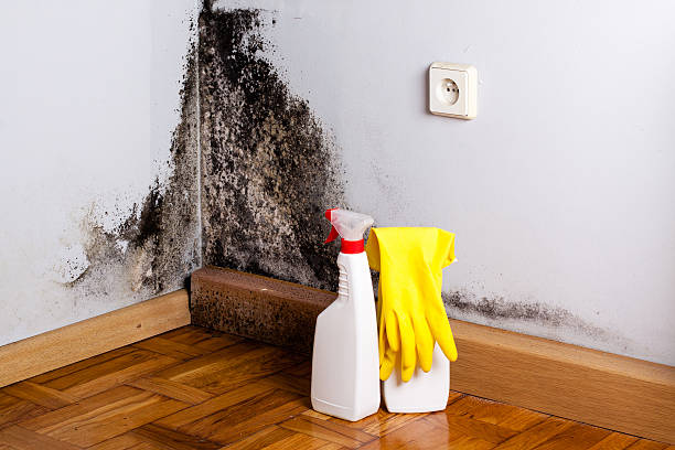 Best Home Mold Removal  in Walnut Hill, TN