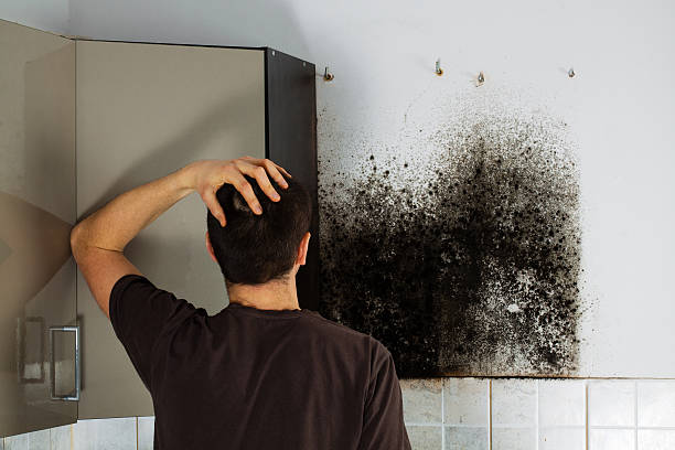 Best Mold Damage Repair  in Walnut Hill, TN