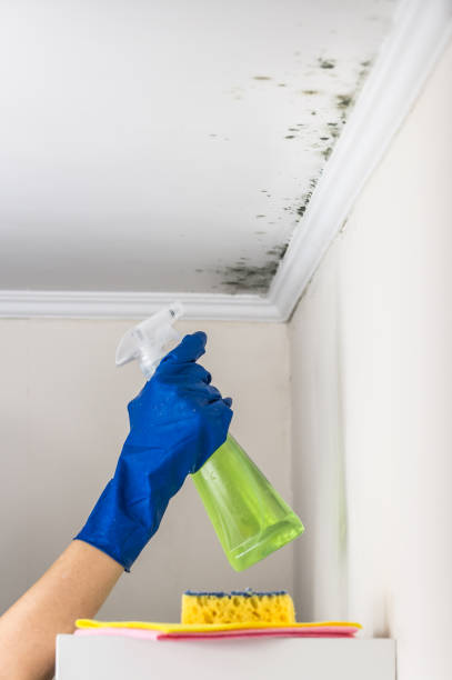 Best Affordable Mold Removal  in Walnut Hill, TN