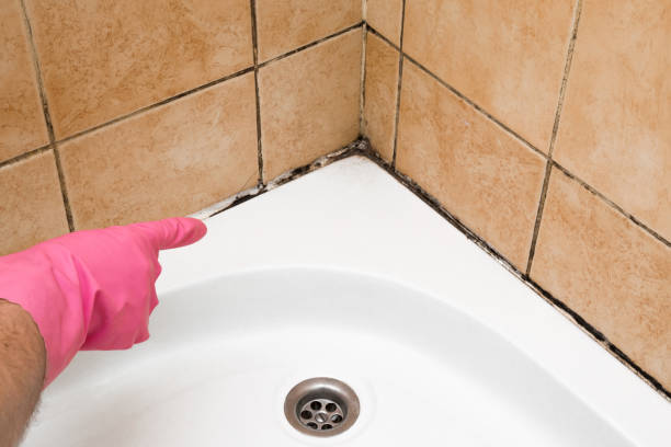 Best Local Mold Removal Service  in Walnut Hill, TN